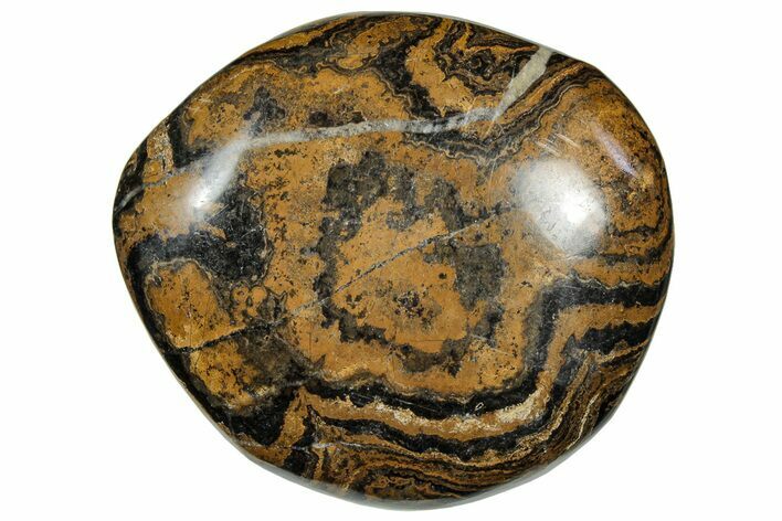 Polished Stromatolite (Greysonia) - Bolivia #302508